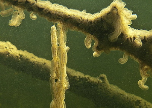 Bryo colonies forming rope teams, hanging from branches, ... by Chris Krambeck 